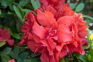 Azalea Ruby Starburst 2g